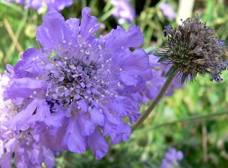 Scabiosa 'Butterfly Blue' (dwarf blue pincushion flower)