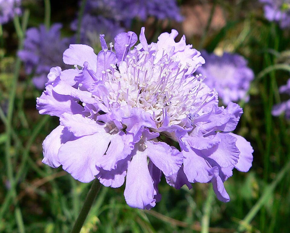 Scabiosa 'Butterfly Blue' (dwarf blue pincushion flower) (alternate view 2)