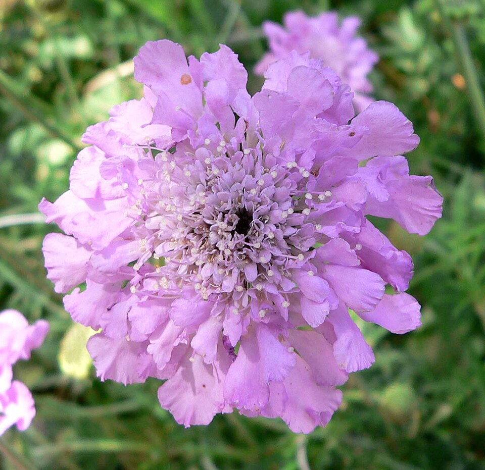 Scabiosa 'Pink Mist' (Pink Mist Scabious)
