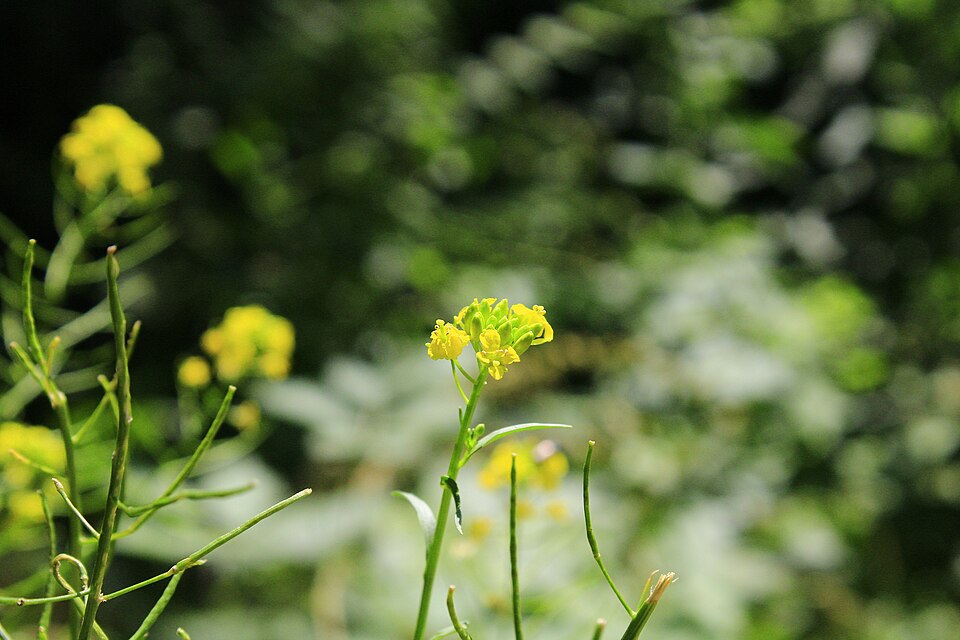 Barbarea (wintercresses) (alternate view 6)