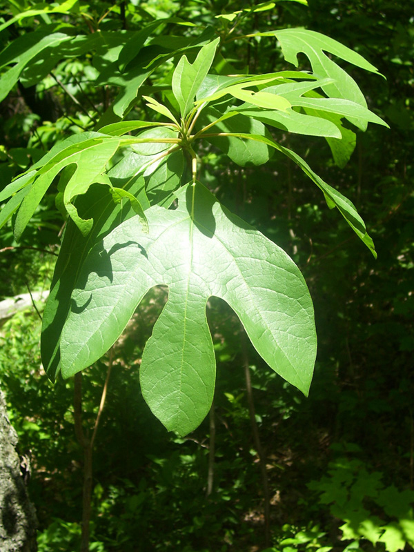Sassafras (Sassafras)