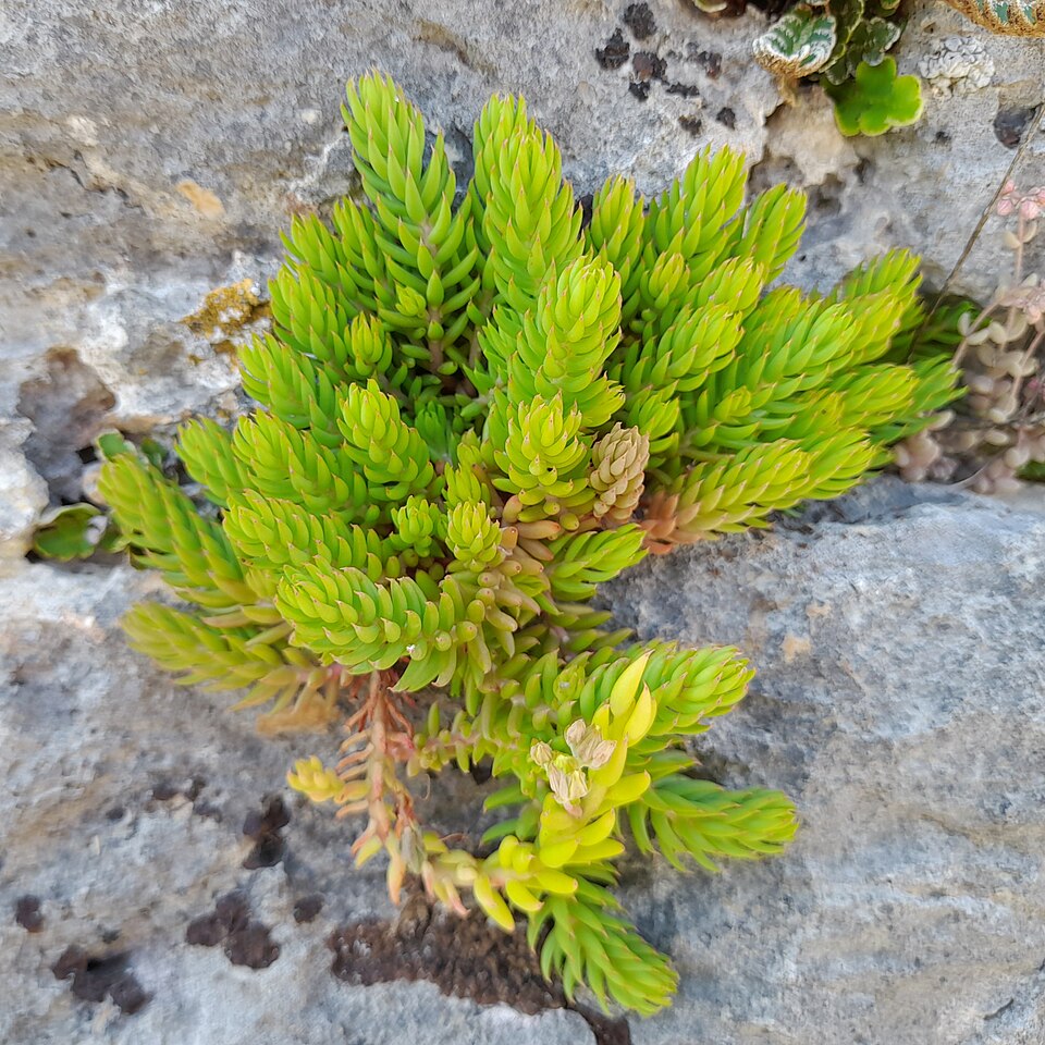 Petrosedum (alternate view 2)