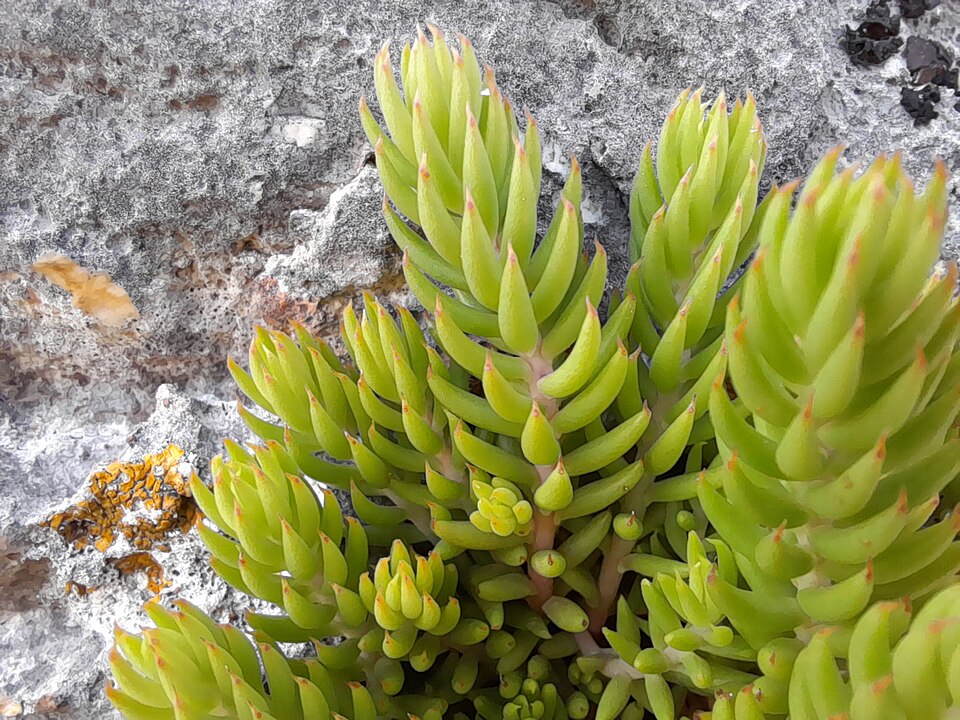 Petrosedum (alternate view 3)