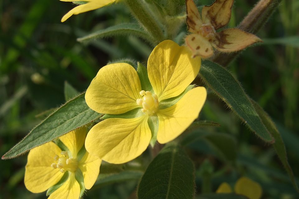 Ludwigia octovalvis (Mexican Primrose-willow) (alternate view 6)