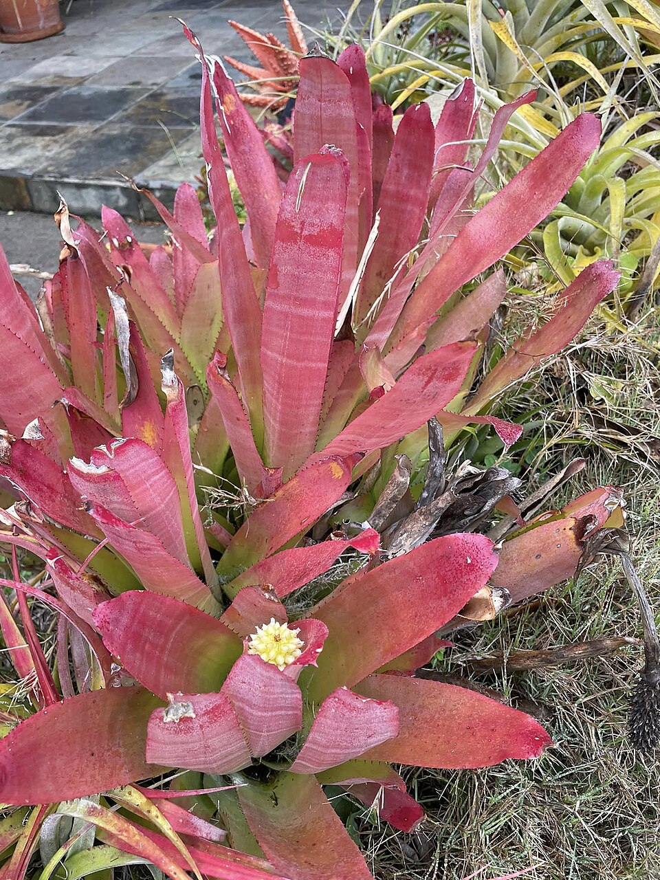 Aechmea (alternate view 2)