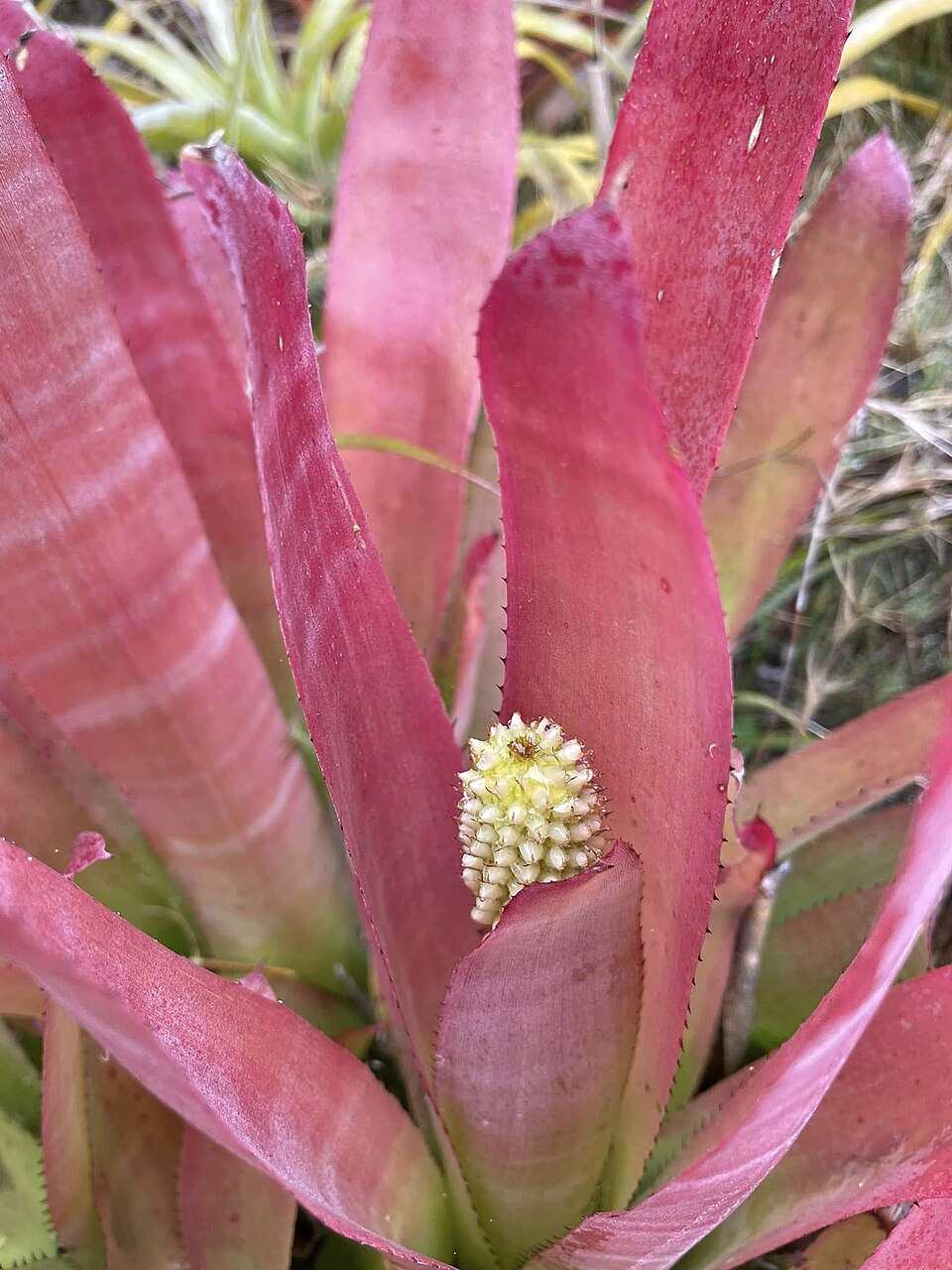 Aechmea (alternate view 3)