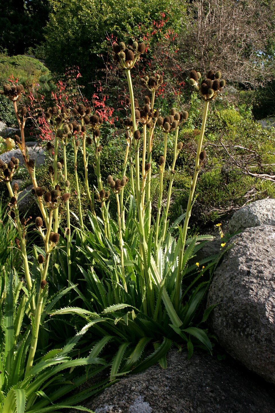 Eryngium agavifolium (Agave-leaved Sea Holly) (alternate view 9)