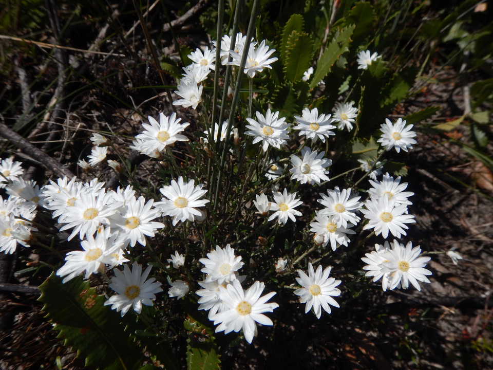 Argentipallium obtusifolium (Blunt everlasting) (alternate view 6)