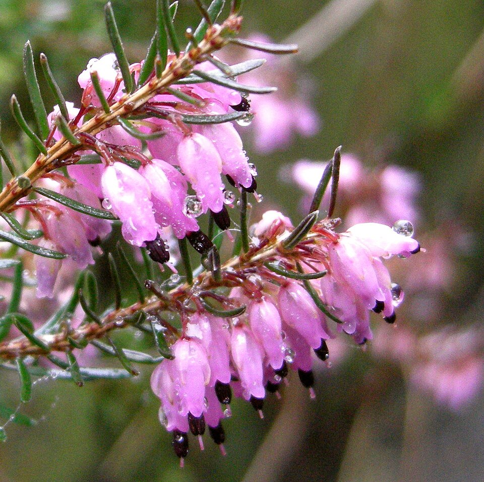 Erica carnea (Heath) (alternate view 9)