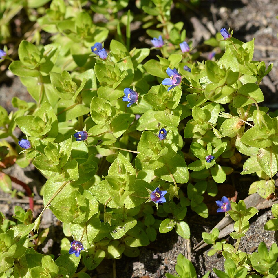 Lysimachia loeflingii (Blue Scarlet Pimpernel) (alternate view 5)
