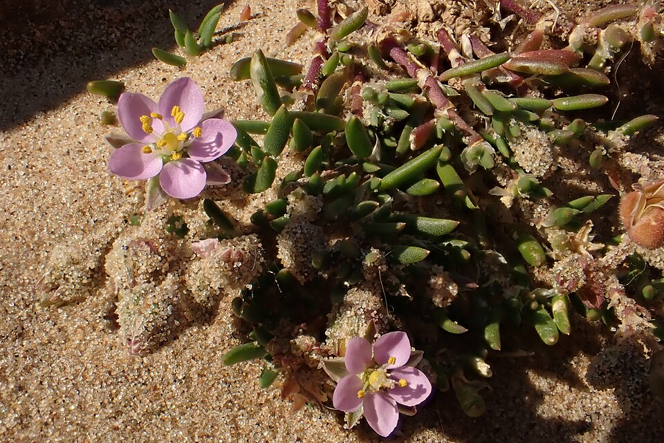 Spergularia (Sand-Spurries) (alternate view 8)
