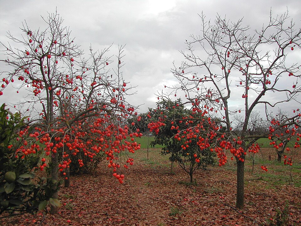 Diospyros kaki (Japanese Persimmon) (alternate view 6)