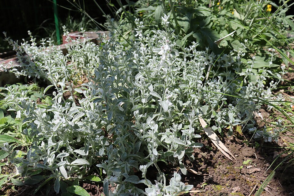 Stachys (Hedgenettles) (alternate view 9)