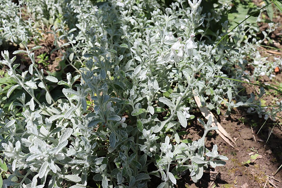 Stachys (Hedgenettles) (alternate view 10)