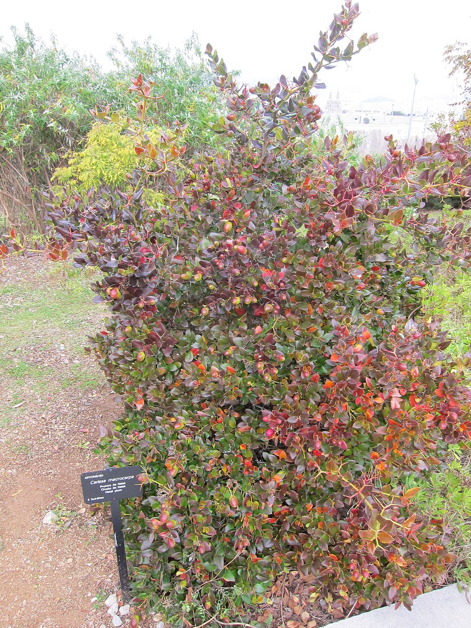 Carissa macrocarpa (Natal Plum) (alternate view 6)