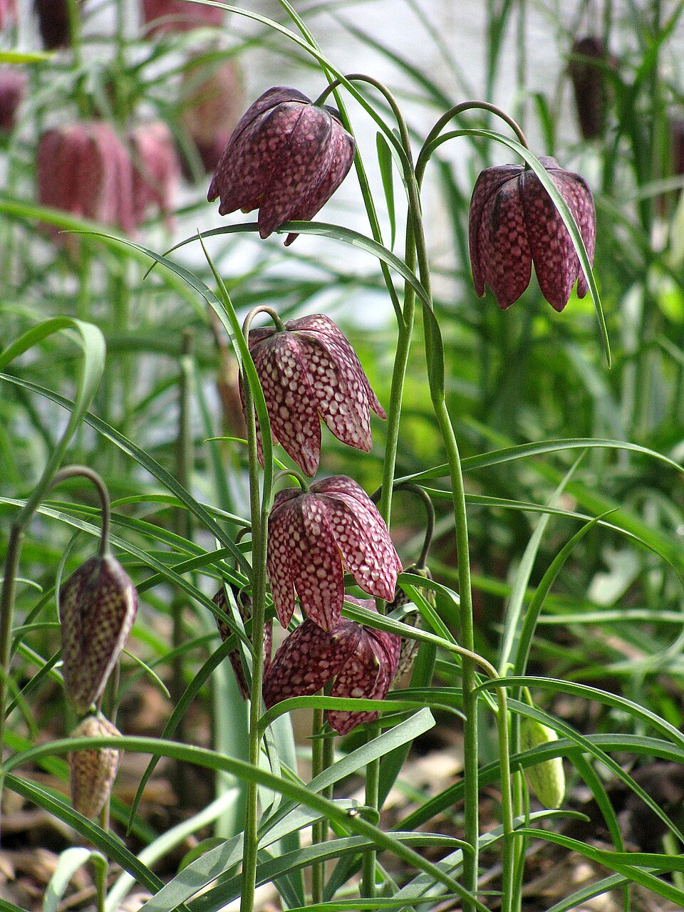 Fritillaria meleagris (snakes-head fritillary) (alternate view 6)