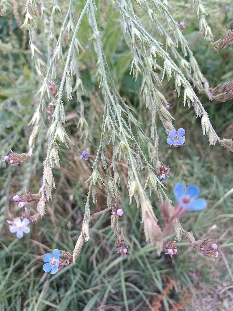Anchusa (Alkanets) (alternate view 2)