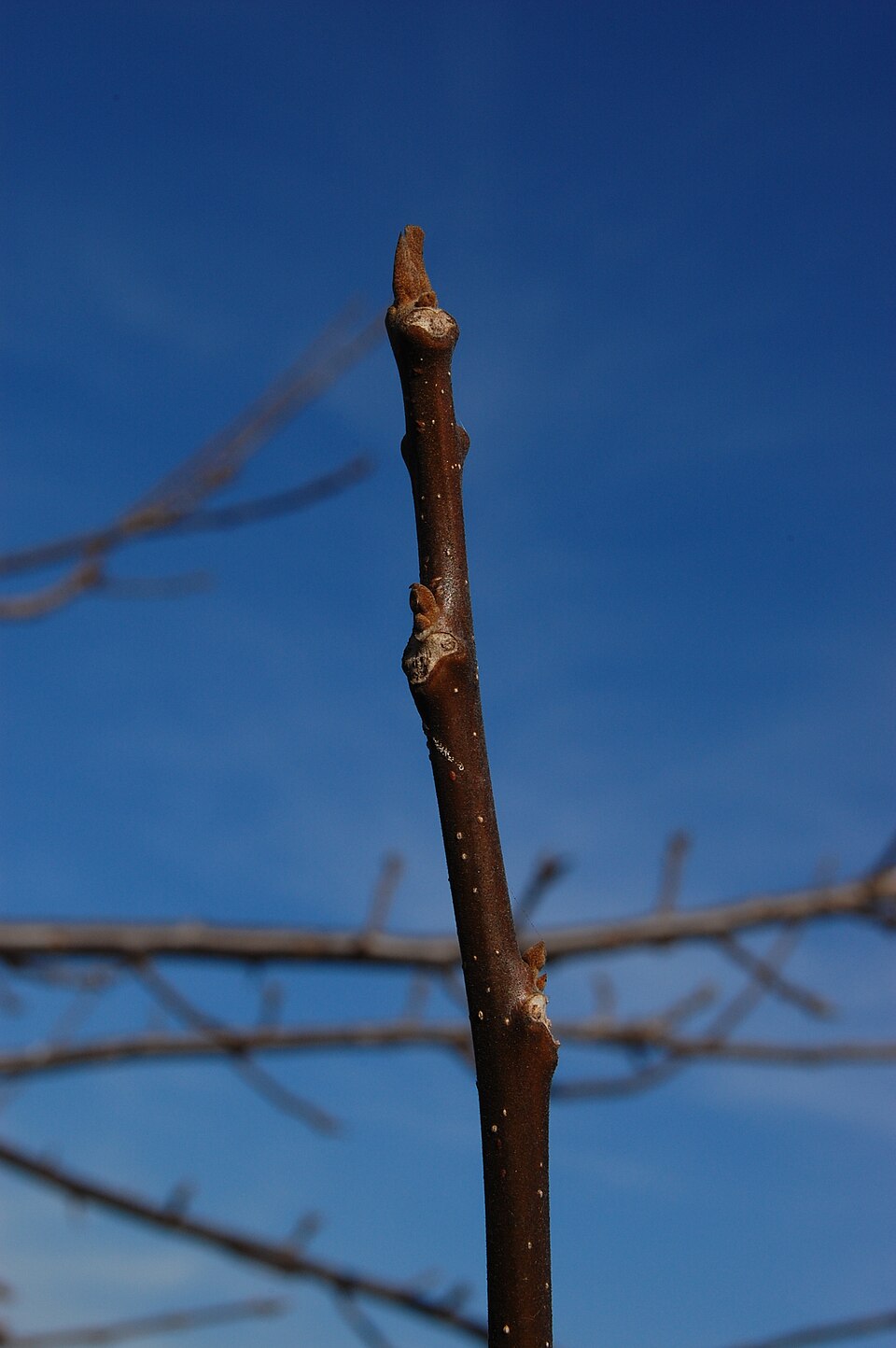 Juglans californica (California Black Walnut)