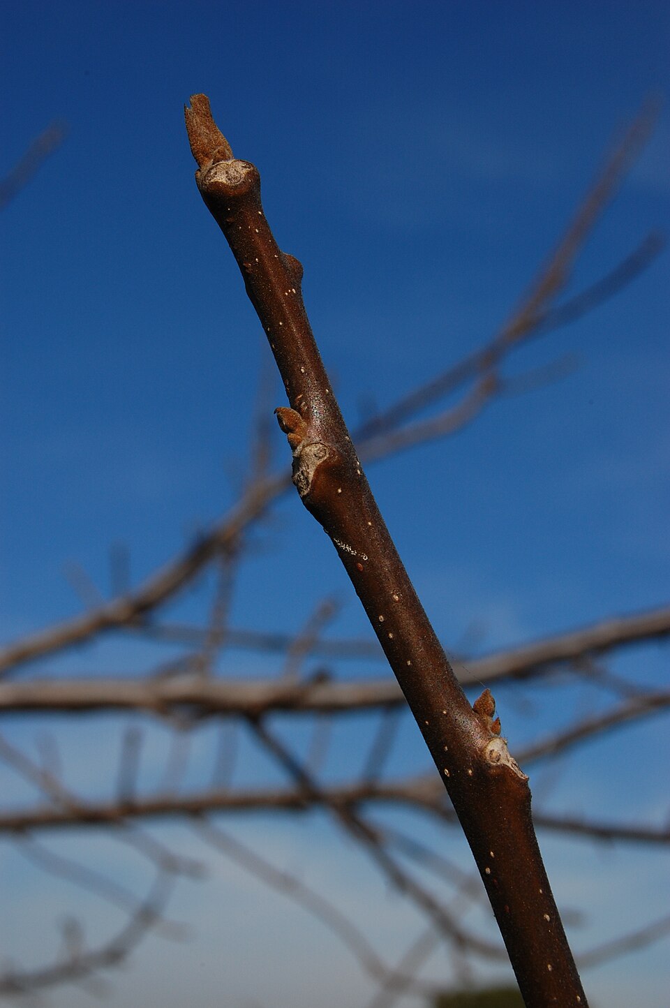 Juglans californica (California Black Walnut)