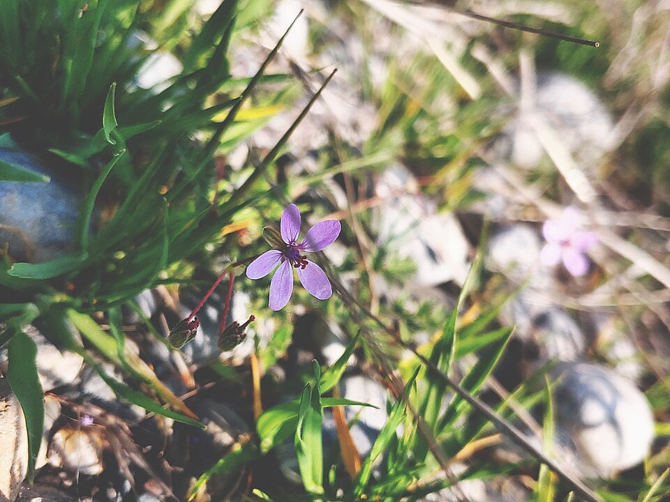 Erodium (stork's-bills) (alternate view 8)