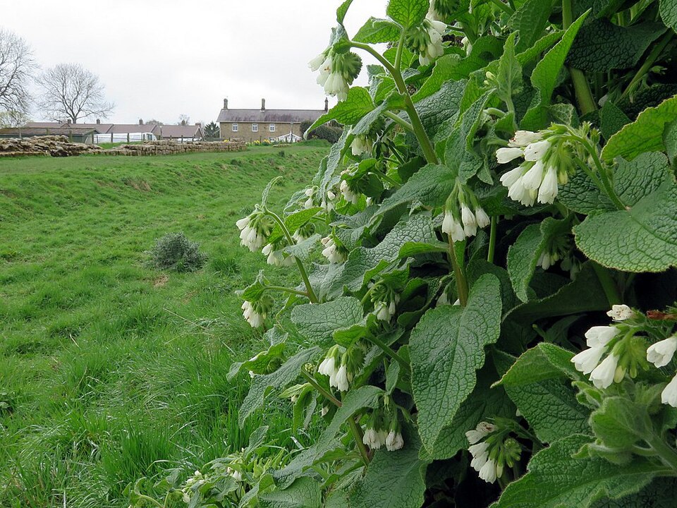 Symphytum orientale (Soft Comfrey)