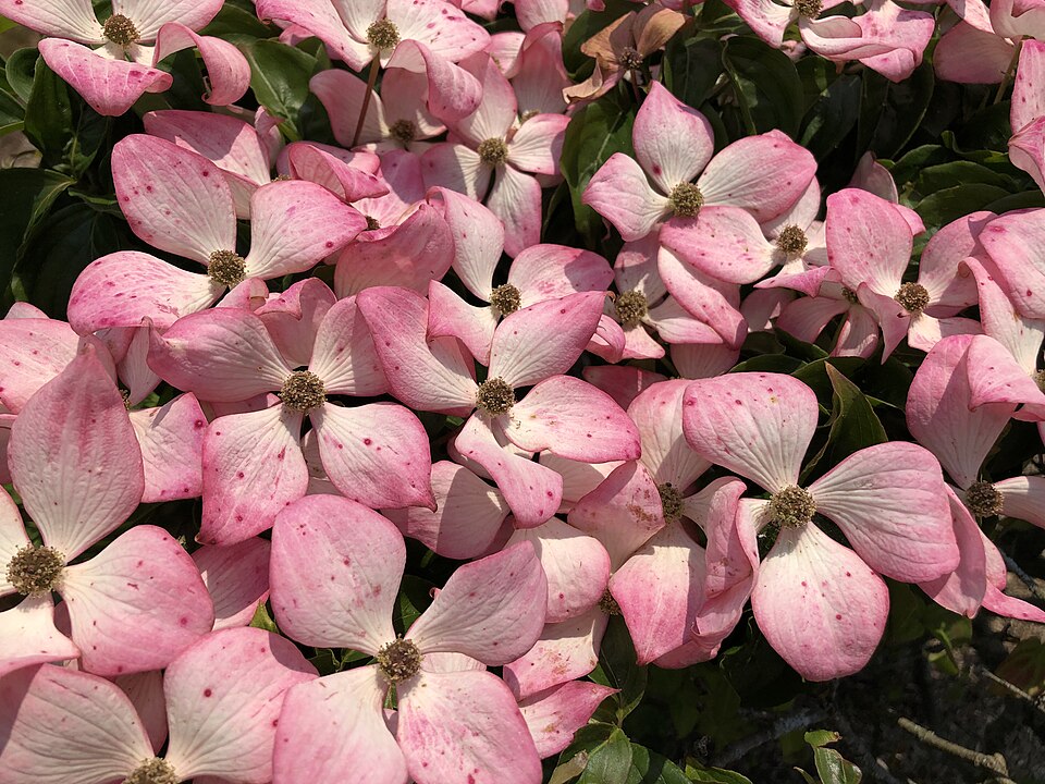 Cornus kousa 'Satomi' (Satomi Kousa Dogwood) (alternate view 2)