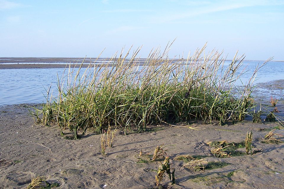 Sporobolus anglicus (common cordgrass)