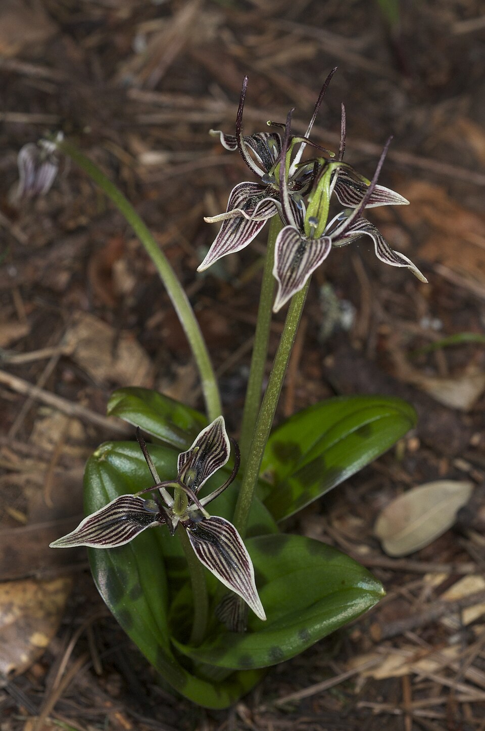 Scoliopus bigelovii (California fetid adderstongue) (alternate view 7)