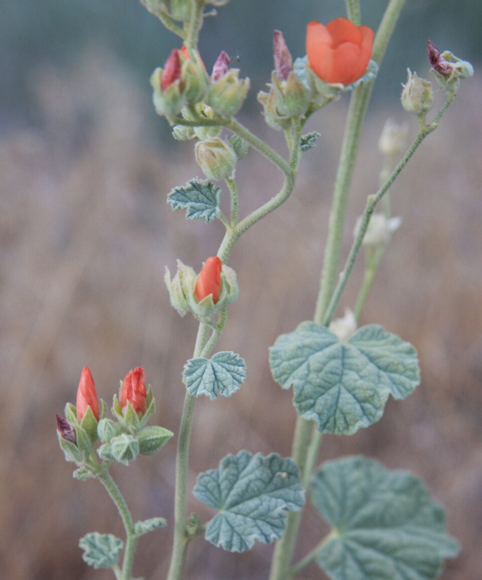 Sphaeralcea ambigua (apricot globemallow) (alternate view 4)