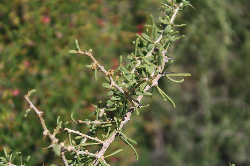 Lycium (boxthorns) (alternate view 4)