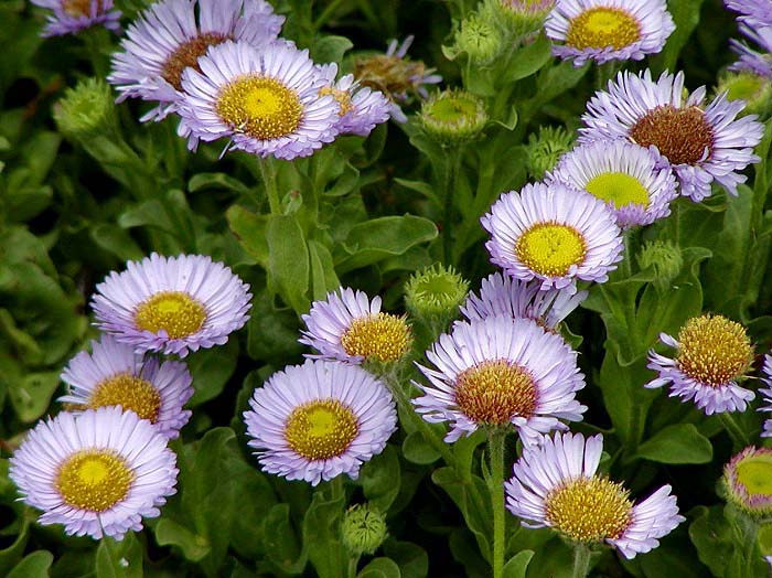Erigeron glaucus (Seaside Fleabane) (alternate view 7)