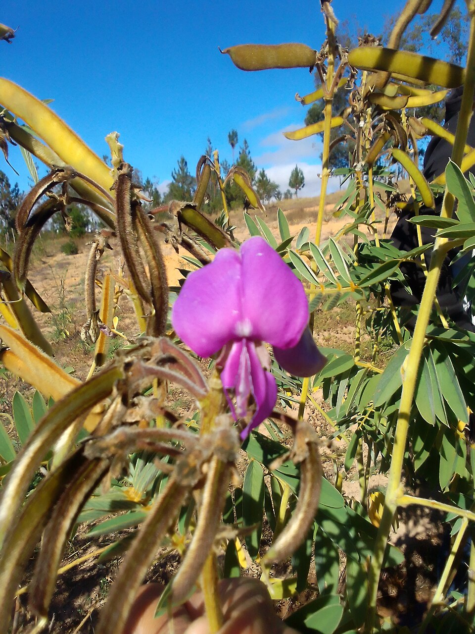 Tephrosia (Hoarypeas) (alternate view 3)