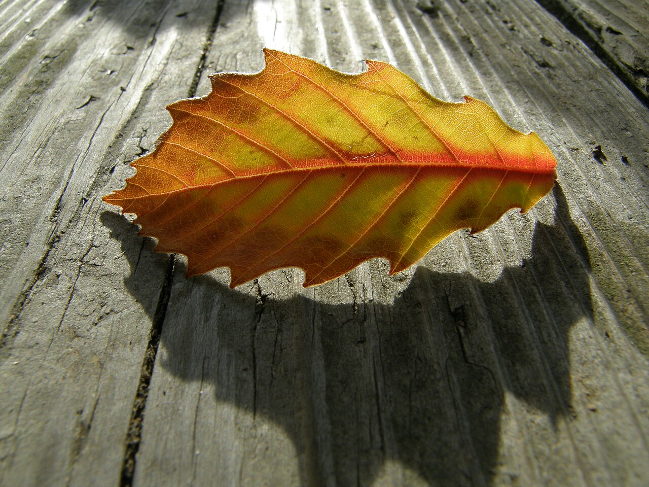 Quercus serrata, Konara oak — spreading deciduous (Fagaceae) (image 7 of 10)