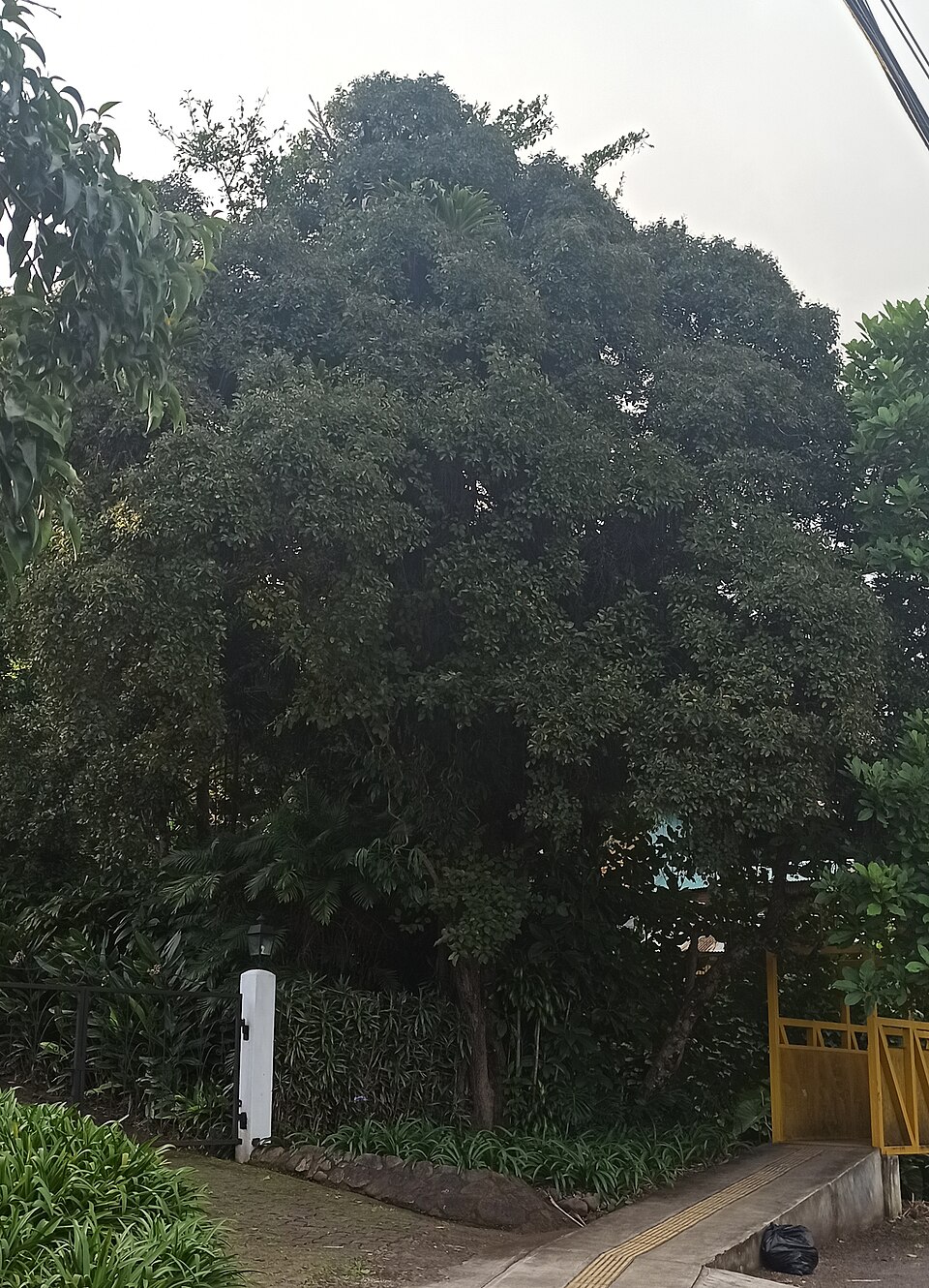 Ehretia