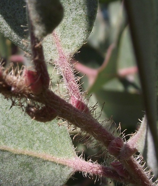 Arctostaphylos pungens (pointleaf manzanita) (alternate view 10)