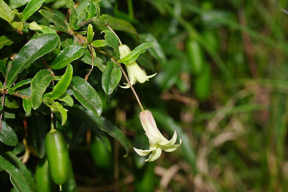 Billardiera mutabilis (Common Apple-berry) (alternate view 6)