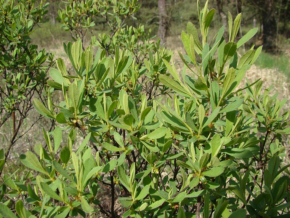 Myrica gale (Sweetgale) (alternate view 13)