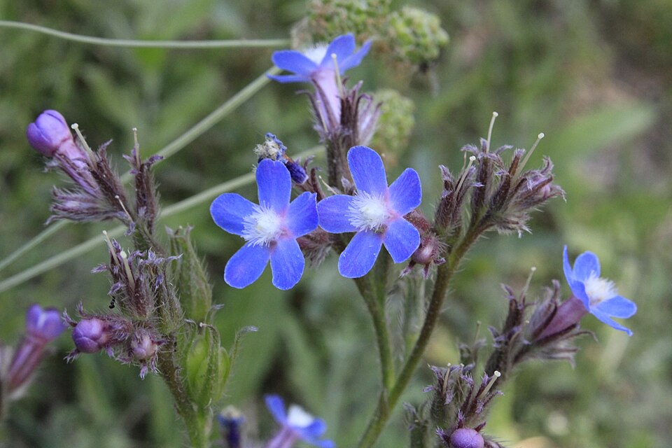 Anchusa (Alkanets) (alternate view 3)