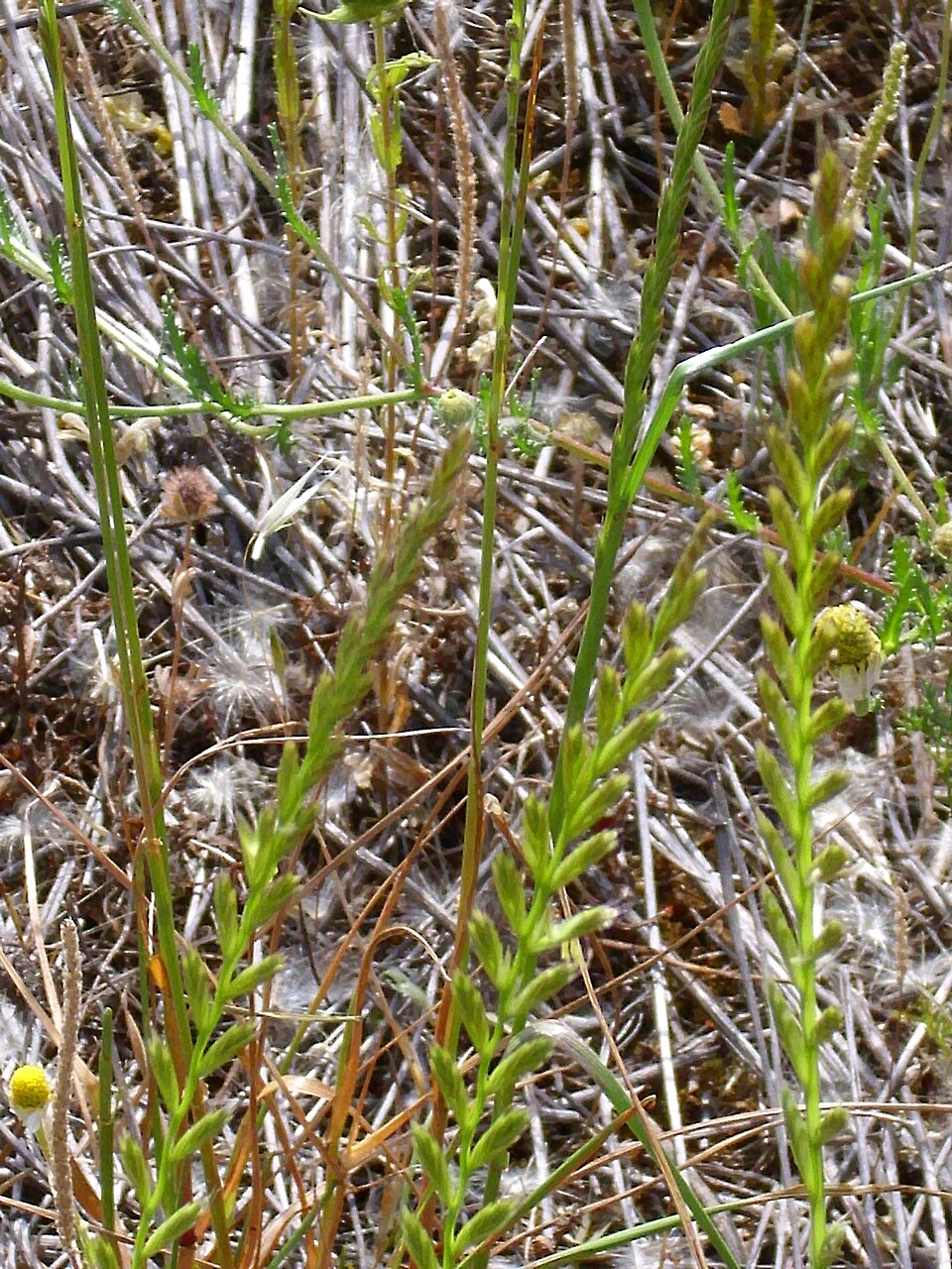 Elymus repens (quackgrass) (alternate view 11)