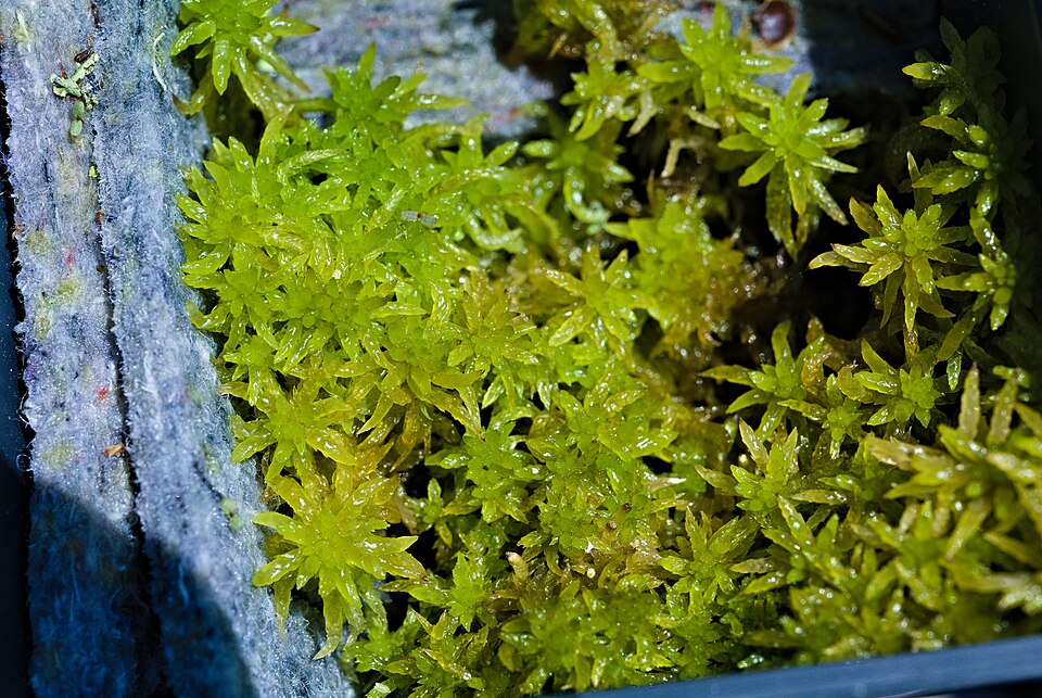 Sphagnum denticulatum (Cow-horn Bog-moss)