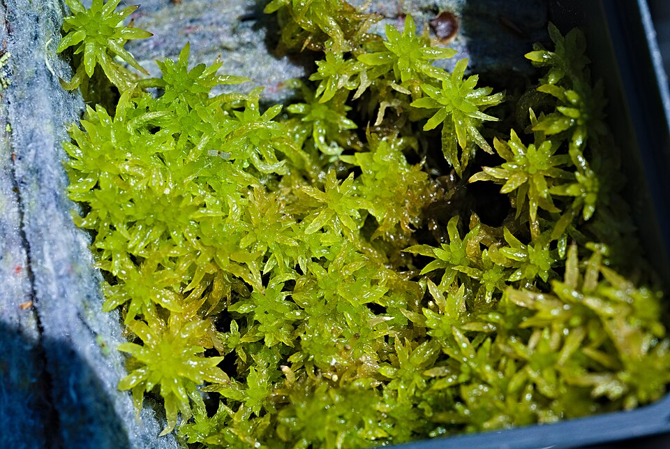 Sphagnum denticulatum (Cow-horn Bog-moss)