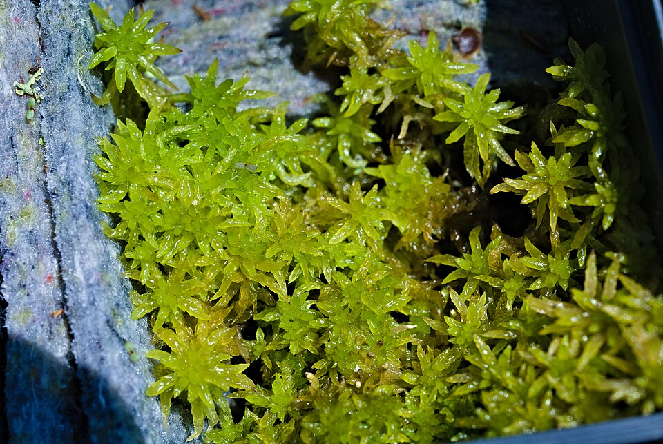Sphagnum denticulatum (Cow-horn Bog-moss)