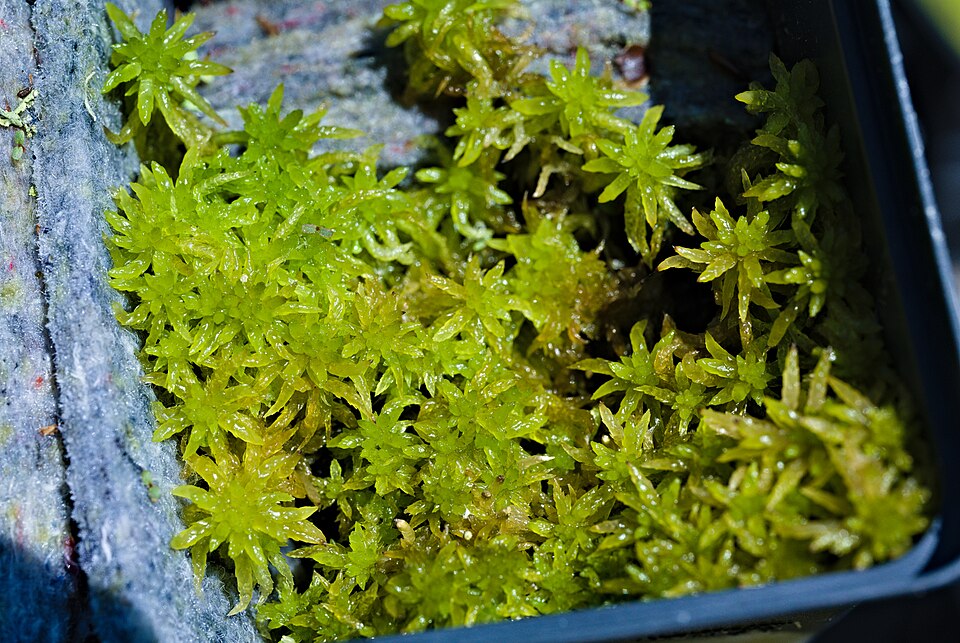 Sphagnum denticulatum (Cow-horn Bog-moss)