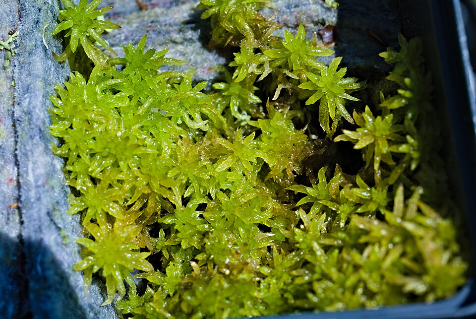 Sphagnum denticulatum (Cow-horn Bog-moss)