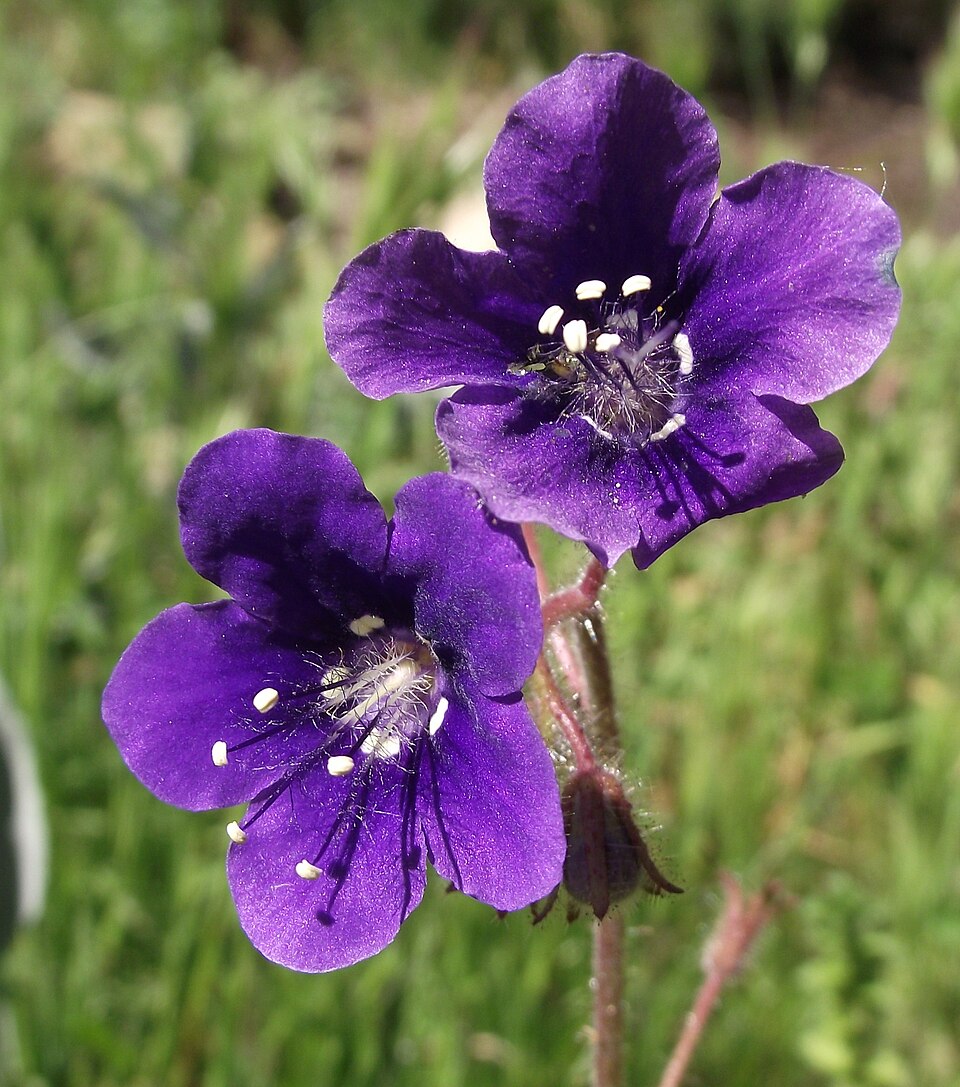 Phacelia parryi (Parry's phacelia) (alternate view 8)