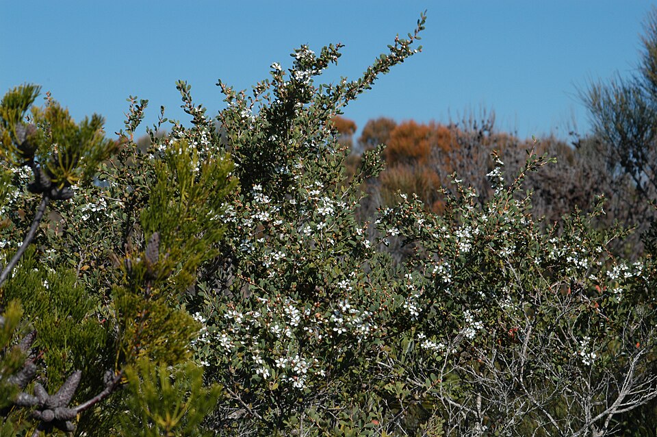 Gaudium laevigatum (Coast Teatree) (alternate view 4)