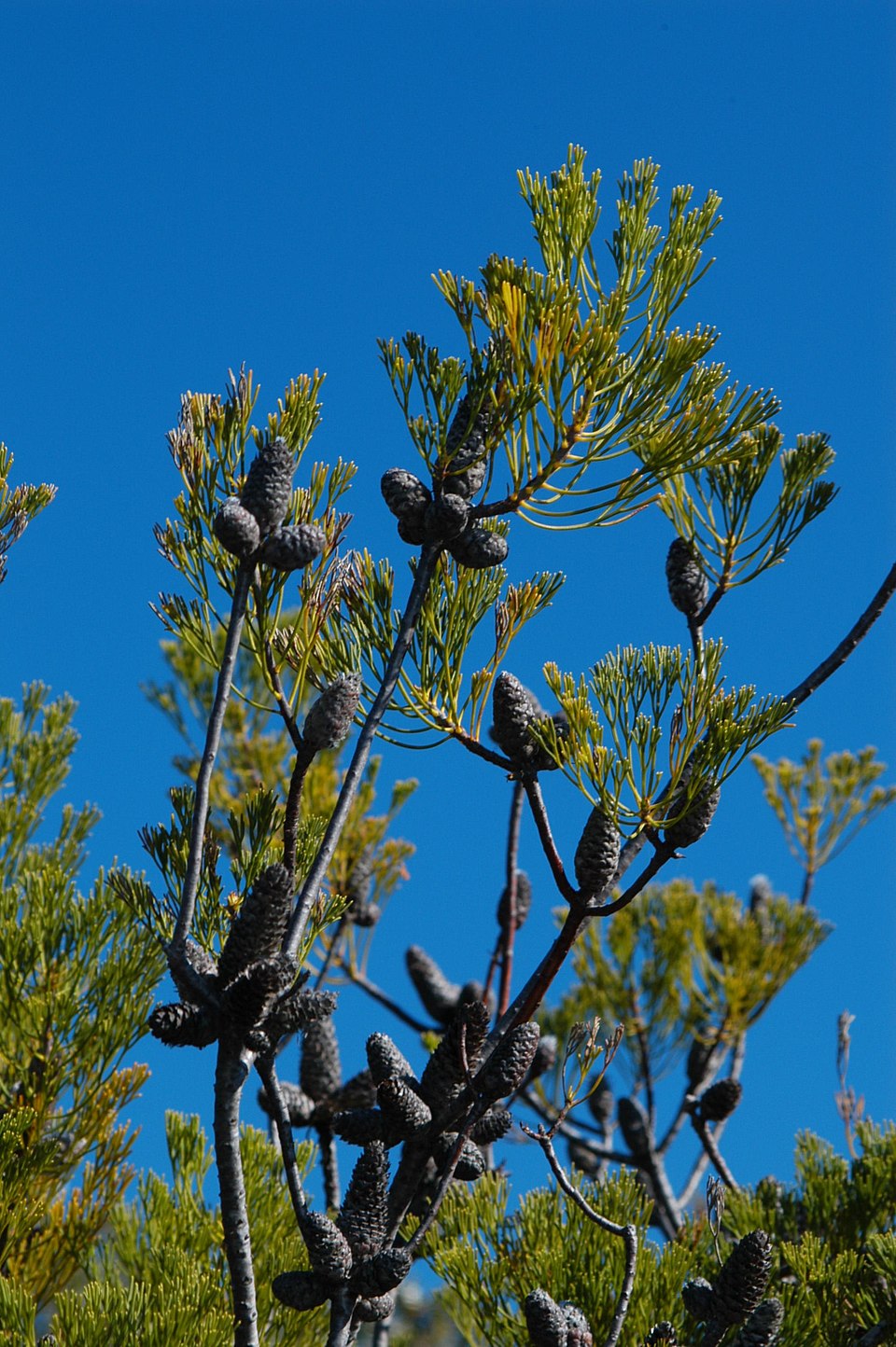 Petrophile pulchella (Conesticks) (alternate view 6)