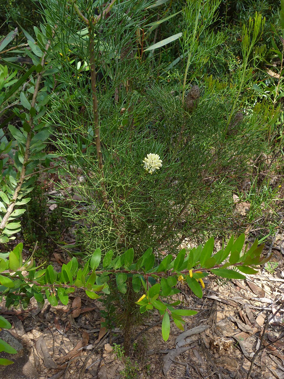 Petrophile pulchella (Conesticks) (alternate view 7)