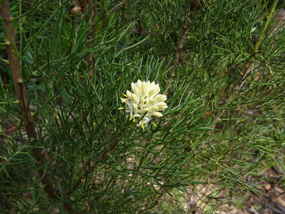 Petrophile pulchella (Conesticks) (alternate view 8)