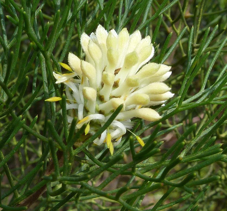 Petrophile pulchella (Conesticks) (alternate view 9)